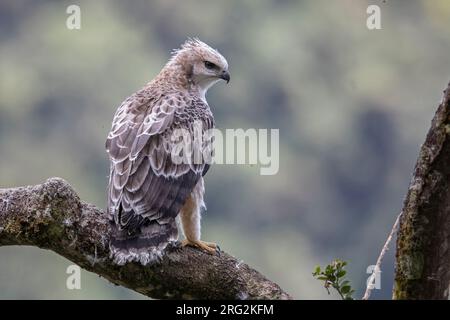 Ein unreifer Schwarzkastanienadler (Spizaetus isidori) in der , Kolumbien. IUCN-Status „gefährdet“. Stockfoto