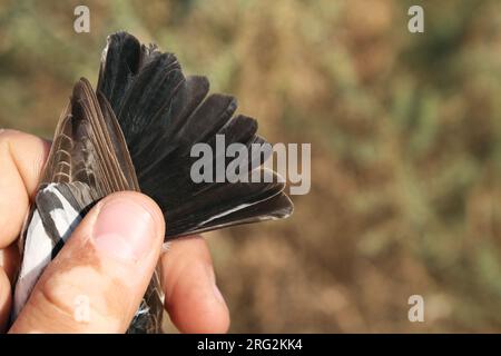 Zweites Kalenderjahr: Männlicher Collared Flycatcher (Ficedula albicollis), gefangen in Eilat, Israel. Mit Schwanzfedern. Stockfoto