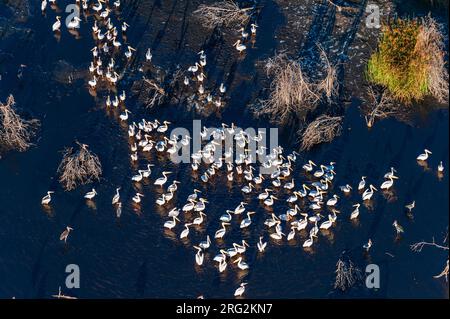 Luftaufnahme einer Herde großer weißer Pelikane, Pelecanus onocrotalus und einiger Störche, die im Wasser ruhen. Okavango Delta, Botswana. Stockfoto