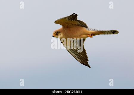 Volwassen vrouwtje Roodpootvalk in de Vlucht; Erwachsene weiblich Red-footed Falcon im Flug Stockfoto