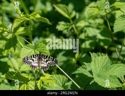 Eine wunderschöne südliche Festoon (Zerynthia polyxena) in Bulgarien. Stockfoto