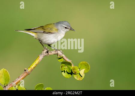 Männlicher Tennessee Warbler (Leiothlypis peregrina), der auf einem Zweig in Galveston County, Texas, USA, liegt. Stockfoto