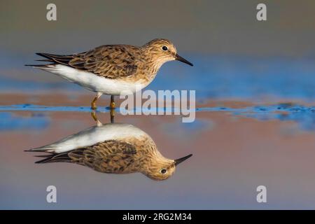 Der Frühjahrsmigrant Temminck (Calidris temminckii) in Italien. Sie stehen im seichten Süßwasserpool, rosa, lila und blau. Stockfoto