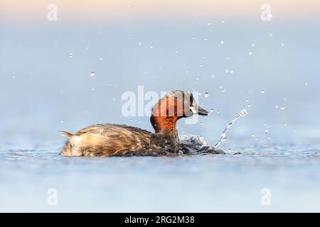 Little Grebe, Erwachsener im Sommer Stockfoto