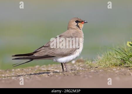 Collared Pratincole (Glareola Pratincola), Seitenansicht eines Erwachsenen, der auf dem Boden steht, Kampanien, Italien Stockfoto