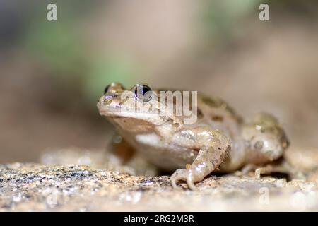 Painted Frog (Discoglossus pictus) nahm die 25/04/2022 in Ramatuelle-Frankreich. Stockfoto