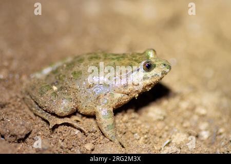 Painted Frog (Discoglossus pictus) nahm die 25/04/2022 in Ramatuelle-Frankreich. Stockfoto