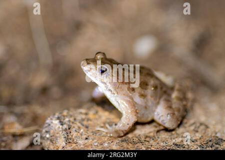 Painted Frog (Discoglossus pictus) nahm die 25/04/2022 in Ramatuelle-Frankreich. Stockfoto