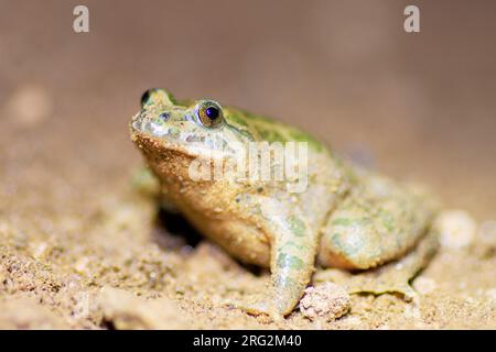 Painted Frog (Discoglossus pictus) nahm die 25/04/2022 in Ramatuelle-Frankreich. Stockfoto