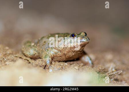 Painted Frog (Discoglossus pictus) nahm die 25/04/2022 in Ramatuelle-Frankreich. Stockfoto