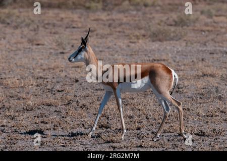 Porträt eines Springbocks, Antidorcas marsupialis, wandelnd. Central Kalahari Game Reserve, Botswana. Stockfoto