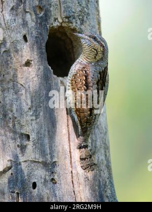 Eurasian Wryneck, Jynx Torquilla, am Nestloch in Ungarn. Stockfoto