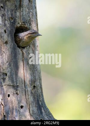 Eurasian Wryneck, Jynx Torquilla, am Nestloch in Ungarn. Stockfoto