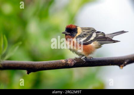 Erwachsener männlicher Bay-Breasted Warbler (Setophaga castanea) während der Frühjahrswanderung im Galveston County, Texas, USA. Auf einem Ast. Stockfoto