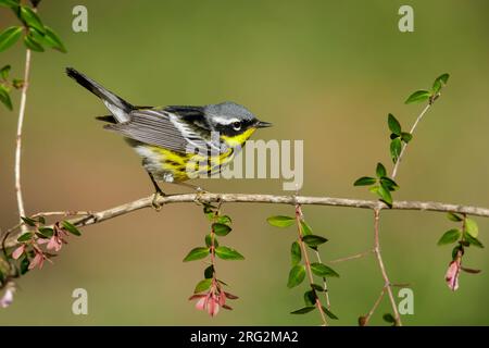 Erwachsener männlicher Magnolia Warbler (Setophaga Magnolia), der während der Frühjahrswanderung auf einem Zweig in Galveston County, Texas, USA, sitzt. Stockfoto