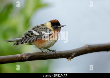 Erwachsener männlicher Bay-Breasted Warbler (Setophaga castanea) während der Frühjahrswanderung im Galveston County, Texas, USA. Auf einem Ast. Stockfoto