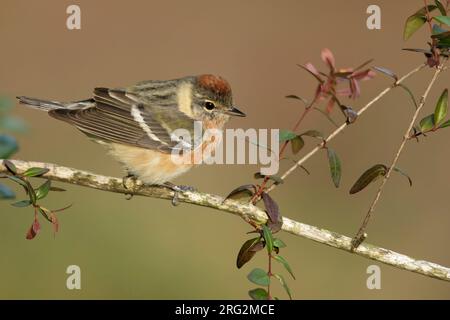 Der unreife männliche Bay-Breasted Warbler (Setophaga castanea) während der Frühjahrswanderung im Galveston County, Texas, USA. Auf einem Ast. Stockfoto