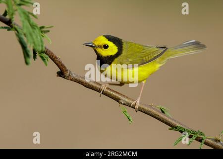 Erwachsener männlicher Kapuzenwächter (Setophaga citrina) während der Frühjahrswanderung im Galveston County, Texas, USA. Stockfoto