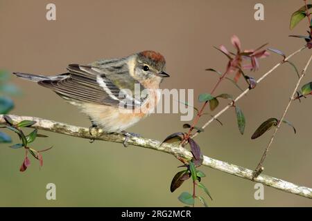 Der unreife männliche Bay-Breasted Warbler (Setophaga castanea) während der Frühjahrswanderung im Galveston County, Texas, USA. Auf einem Ast. Stockfoto