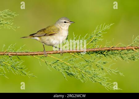 Männlicher Erwachsener, Tennessee Warbler, Leiothlypis peregrina Galveston Co., Texas, USA Stockfoto