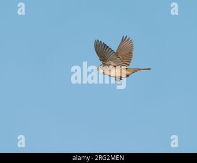 Gesang und Darstellung des erwachsenen männlichen Gemeinen Weißen Kehlkopf (Sylvia communis) im Song-Flug, Schauspiel Flug in blauem Himmel Stockfoto