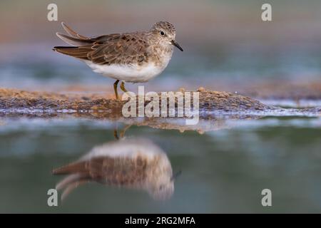 Temmincks Stint, Calidris temminckii, in Italien. Stockfoto