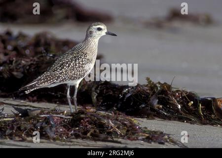 Der junge amerikanische Goldpfeifer (Pluvialis dominica) steht im Herbst am Strand von Ventura Co., Kalifornien. Stockfoto