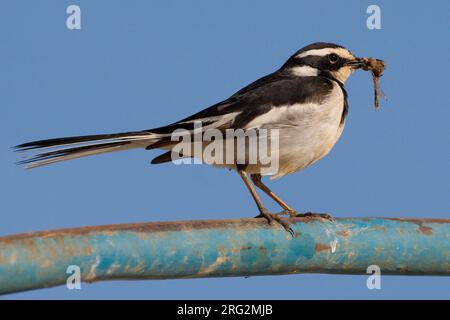 Afrikaanse Bonte Kwikstaart met Voer; African Pied Wagtail mit Nahrungsmitteln Stockfoto