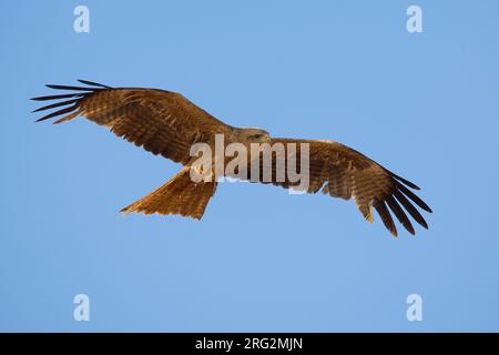 Geelsnavelwouw in de Vlucht; Gelb-billed Kite im Flug Stockfoto