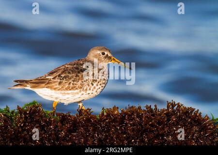 Paarse Strandloper, Purple Sandpiper, Calidris Maritima Sommerzubehör, das auf Felsen spaziert Stockfoto