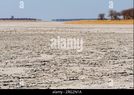 Die weite Salzlandschaft bei Kudiakam Pan. Baines Baobabs in der Ferne. Kudiakam Pan, Nxai Pan National Park, Botswana. Stockfoto