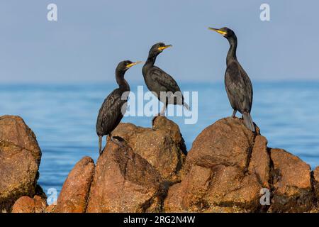 Eine Gruppe von drei europäischen Shags sitzt auf einem Felsen mit blauem Hintergrund des Mittelmeers. Stockfoto