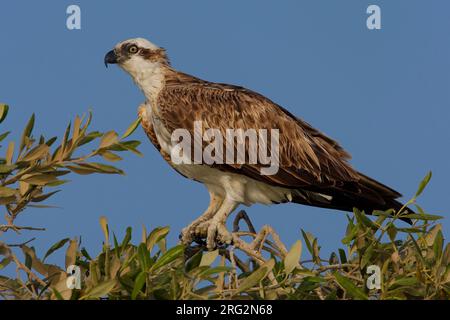 Visarend zittned in Struik; Osprey in der Oberseite der Busch gehockt Stockfoto