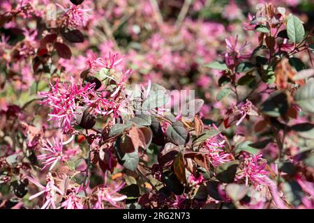 Chinesische Fransenblume (Loropetalum chinense), auch bekannt als Pipa Red, mit lila rosa Farbe im botanischen Garten Stockfoto