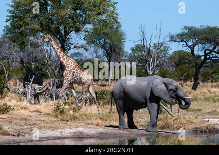 Ein afrikanischer Elefant, Loxodonta africana, Zebras, Equus quagga und eine südliche Giraffe, Giraffa camelopardalis, versammelten sich an einem Wasserloch. Khwai C Stockfoto