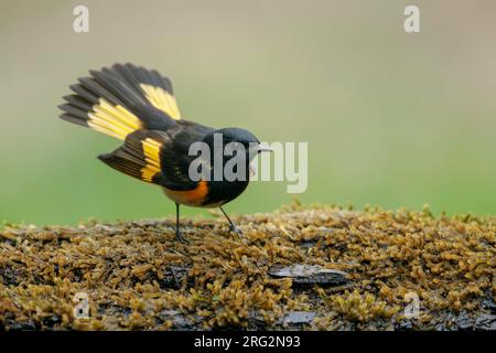 Männlicher Erwachsener, American Redstart, Setophaga ruticilla Galveston Co., Texas, USA. Stockfoto