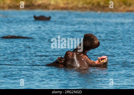 Ein Nilpferd, Hippopotamus amphibius, gähnend. Konzessionsgebiet Khwai, Okavango-Delta, Botswana. Stockfoto