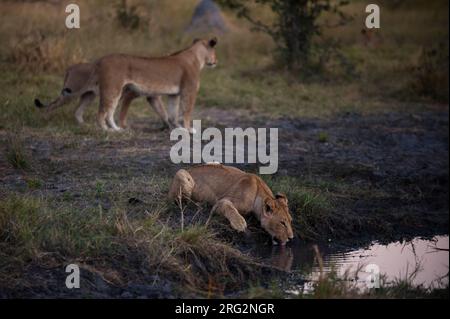 Eine Löwin, Panthera leo, trinkt aus einem Wasserloch, während zwei weitere hinter ihr vorbeigehen. Konzessionsgebiet Khwai, Okavango-Delta, Botswana. Stockfoto