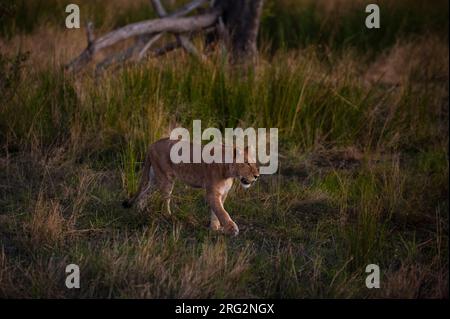 Löwe (Panthera Leo), Khwai-Konzession, Okavango Delta, Botswana. Stockfoto