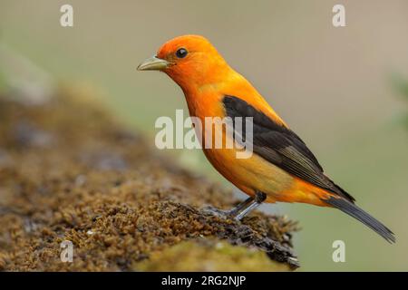 Männlicher Erwachsener (orangefarbene Variante) Scarlet Tanager (Piranga olivacea) in Galveston County, Texas, USA, während der Frühjahrsmigration. Stockfoto