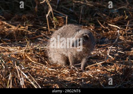 Porträt einer schlanken Mungo, Galerella sanguinea. Konzessionsgebiet Khwai, Okavango-Delta, Botswana. Stockfoto