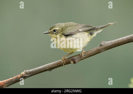 Erwachsene Frau mit Schwarzkehlchen-Blaukehlchen (Setophaga caerulescens), die während des Frühjahrsmigarates auf einem Zweig in Galveston County, Texas, USA, sitzt Stockfoto