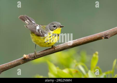 Erwachsene Frau Magnolia Warbler (Setophaga Magnolia), die während der Frühjahrswanderung auf einem Zweig in Galveston County, Texas, USA, sitzt. Stockfoto