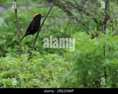 Der männliche Goldschnabel-Finch (Pyrrhoplectes epauletta) in Nordostindien. Stockfoto