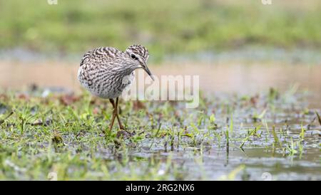 Wood, Sandpiper, Tringa glareola auf der Suche nach Insekten Stockfoto