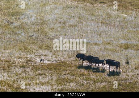 Eine Luftaufnahme einer Herde von Gnus, Connochaetes taurinus, in einer Hochwasserebene des Okavango-Deltas. Okavango Delta, Botswana. Stockfoto