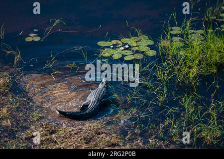 Eine Luftaufnahme eines Nilkrokodils, Crocodylus niloticus. Okavango Delta, Botswana. Stockfoto