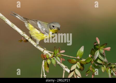 Erwachsene Frau Magnolia Warbler (Setophaga Magnolia), die während der Frühjahrswanderung auf einem Zweig in Galveston County, Texas, USA, sitzt. Stockfoto