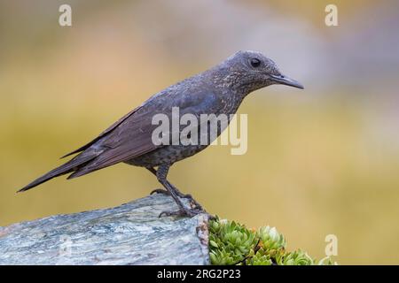 Erwachsene Frau Blue Rock Thrush (Monticola solitarius) in Italien. Stockfoto