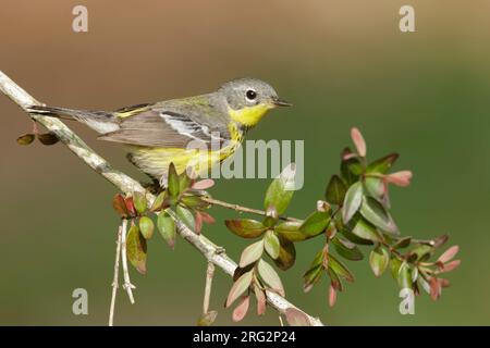 Erwachsene Frau Magnolia Warbler (Setophaga Magnolia), die während der Frühjahrswanderung auf einem Zweig in Galveston County, Texas, USA, sitzt. Stockfoto